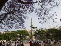 blühender Jacaranda überall