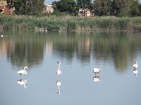 238 Cagliari Flamingos.JPG