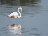 240 Cagliari Flamingos.JPG