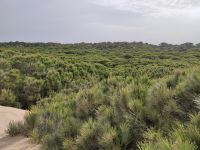 060-Donana NP