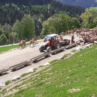 Wildpark Aurach