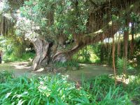 Furnas