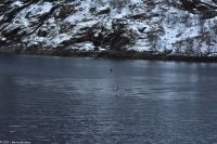 Hurtigruten - MS Polarlys - Vesterålen & Lofoten - Fahrt durch den Raftsund - Seeadler