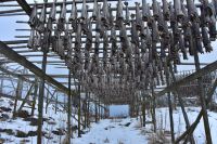 Hurtigruten - MS Polarlys - Lofoten - Spaziergang durch Henningsvær