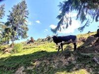 Landschaft wie in der Schweiz, Bukovina