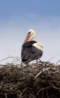 Störche sind in fast jedem rumänischen Dorf anzutreffen