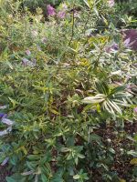 Botanischer Garten von Funchal