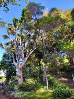 Botanischer Garten von Funchal