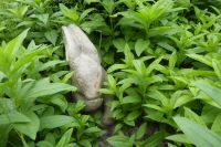 Tag 2 29.05.2022 Garten in Viels-Maison 