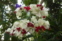 Tag 4 Jardin Suspendus, Le Havre