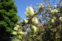Tag 4 Jardin Suspendus, Le Havre, Callistemon