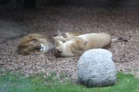 Tag 8 04.06.2022 Champrépus