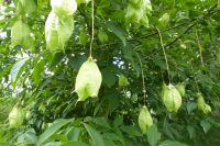 Tag 9 05.06.2022 Jardin Francois, rispiger Blasenbaum