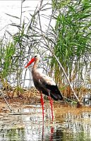 Storch im Donaudelta