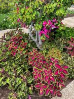 Buntnesseln im Botanischen Garten
