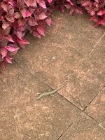 Eidechsen waren überall zu finden