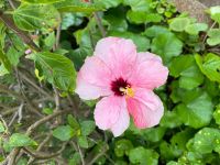 Hibiskusblüte