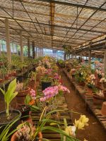 Prachtvolle Orchidee in allen Farben und Größen