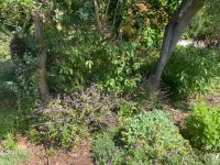 Verschiedene Kräuter und Pflanzen in Esmeraldas Garten