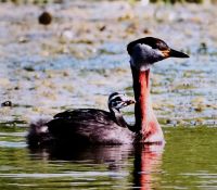 Rothalstaucher mit Nachwuchs im Donaudelta