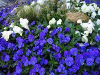 Stockholm: Rundgang: Blumen am Stadthaus