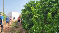 Singlereise Algarve / Portugal - Besuch einer Orangenplantage