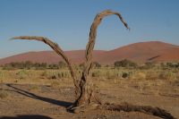 Ausflug ins Sossusvlei