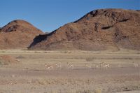 Unterwegs - Springböckchen