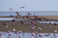 Flamingos in der Bucht
