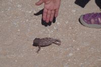 Unterwegs - Chamäleon