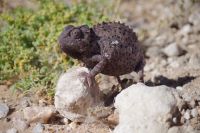 Unterwegs - Chamäleon