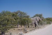 Etosha Nationalpark
