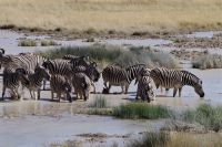 Etosha Nationalpark