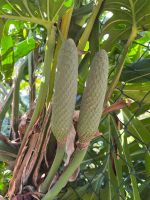 Levada-Wanderung von Marocos