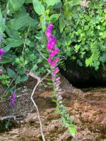 Wanderung entlang der Levada do Paul