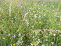 DSCN6138.JPG Bienenwiese