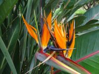 Strelizien auf Faja dos Padres