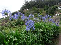 Levada Wanderung - Schwertlilien