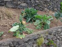 Levada Wanderung - portugiesischer Kohl