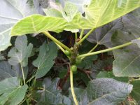 Levada Wanderung - Feigen