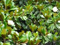 Santa Caterina Park - Magnolien