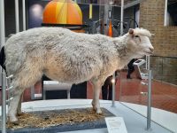 Edinburgh Museum: Schaf Dolly