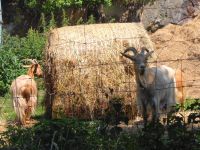 Guernsey - Goldene Ziegen 