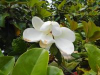 Jersey - Eric Young Orchid Foundation