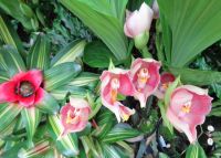 Jersey - Eric Young Orchid Foundation