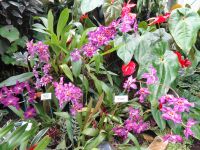 Jersey - Eric Young Orchid Foundation