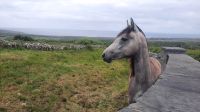 171 – Irland, Burren Wanderung