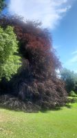 183 – Irland, Gort, Coole Park