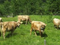 024 Fahrt mit dem Bernina-Express -  Kühe bei Pontresina