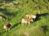 133 Auf der Schwägalp